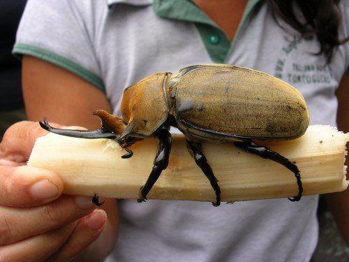 Породы жуков в Абдулино | ЗооТом портал о животных