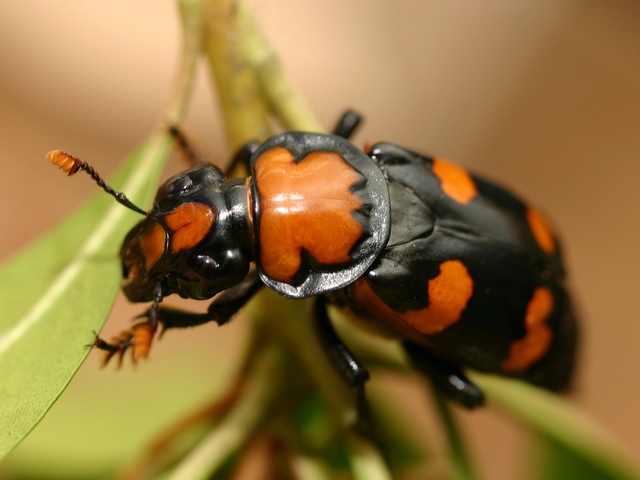 Все о жуках в Абдулино | ЗооТом портал о животных