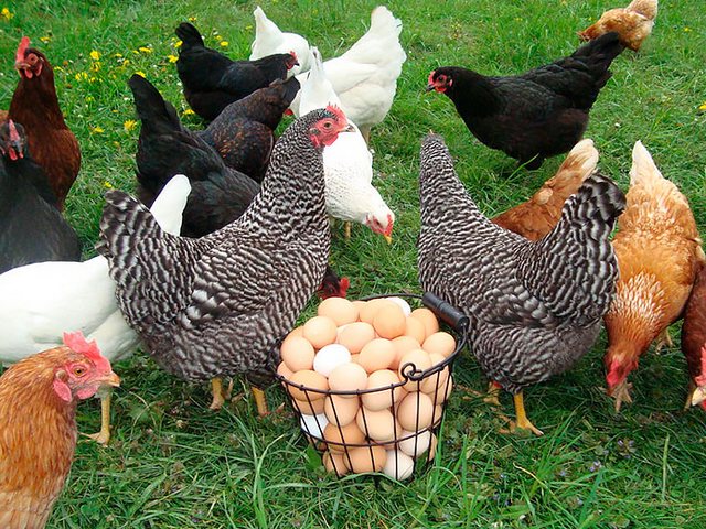 Содержание кур и уход за ними | ЗооТом - продажа, вязка и услуги для животных в Абдулино