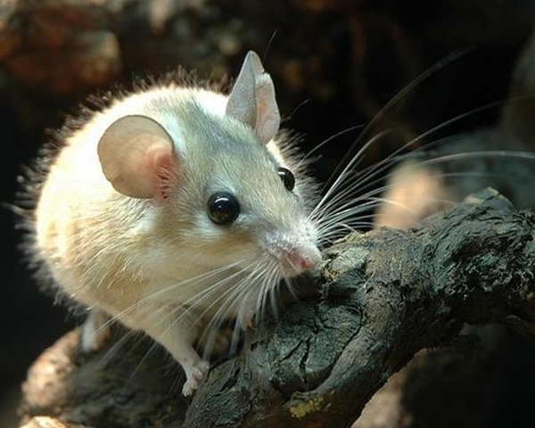 Все о мышах в Абдулино | ЗооТом - продажа, вязка и услуги для животных в Абдулино