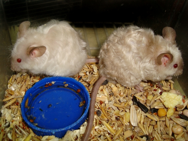 Породы мышей | ЗооТом - продажа, вязка и услуги для животных в Абдулино