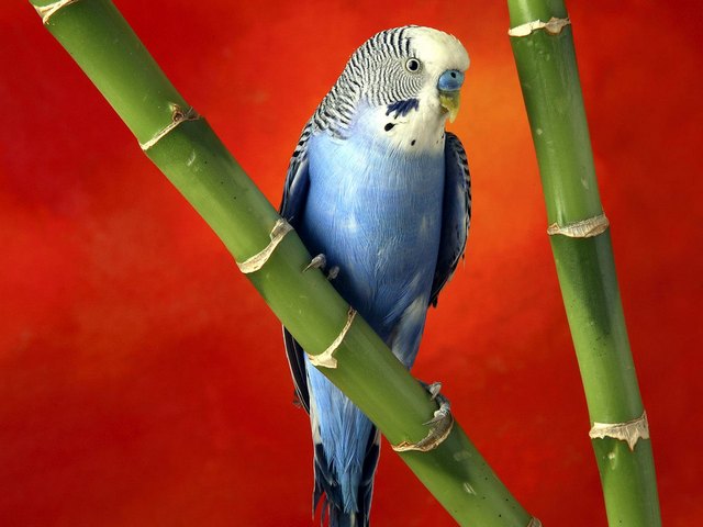 Все о попугаях в Абдулино | ЗооТом портал о животных