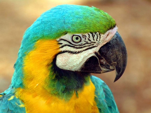 Все о попугаях в Абдулино | ЗооТом портал о животных