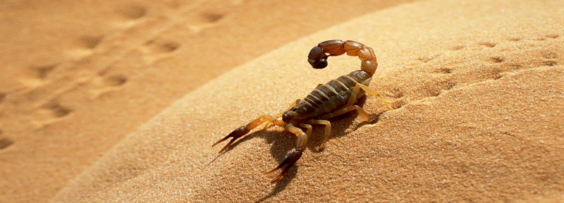 Все о скорпионах в Абдулино | ЗооТом портал о животных