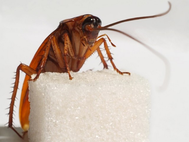 Все о тараканах в Абдулино | ЗооТом портал о животных