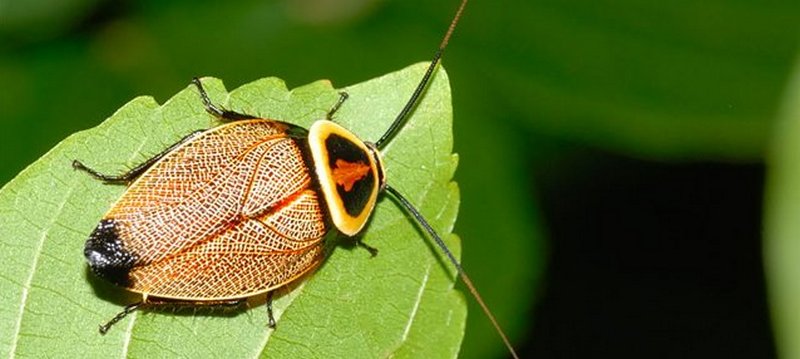 Все о тараканах в Абдулино | ЗооТом портал о животных