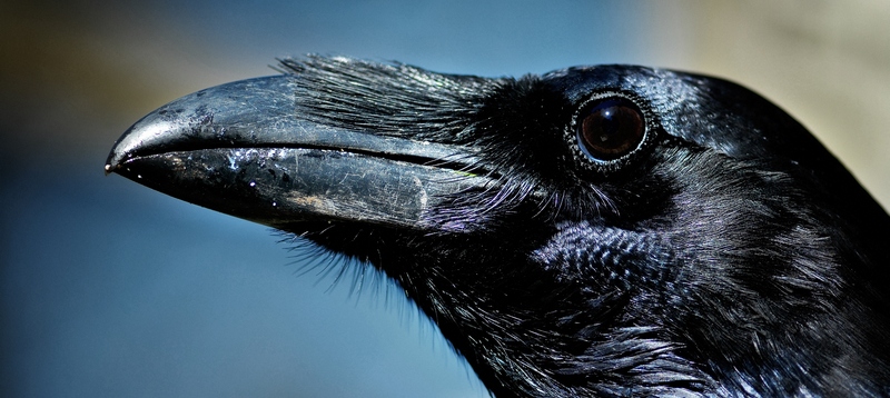 Все о воронах в Абдулино | ЗооТом портал о животных