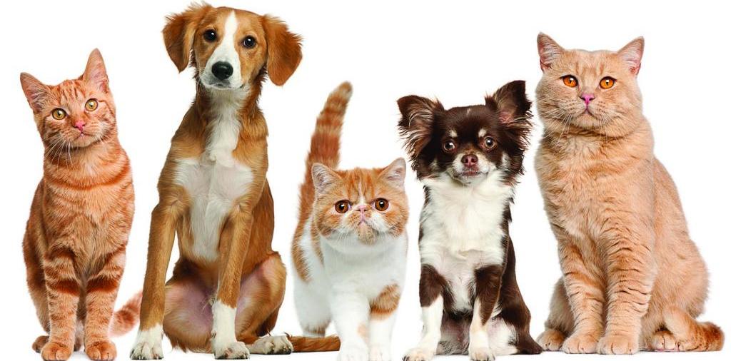 Доска объявлений о животных | ЗооТом - продажа, вязка и услуги для животных в Абдулино