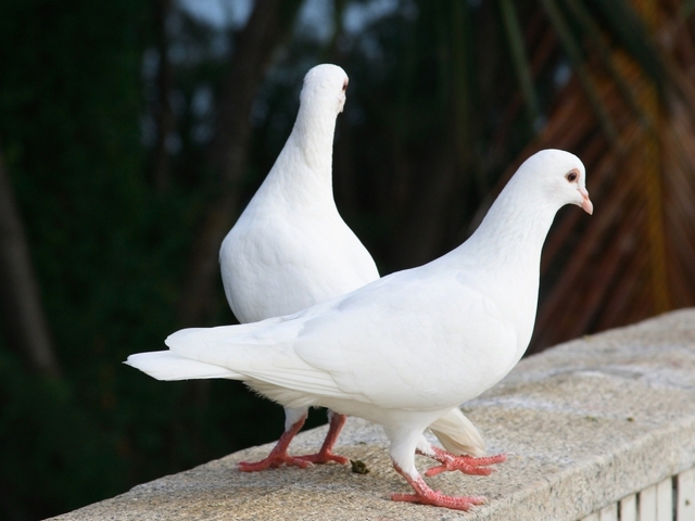 Все о голубях | ЗооТом - продажа, вязка и услуги для животных в Абдулино