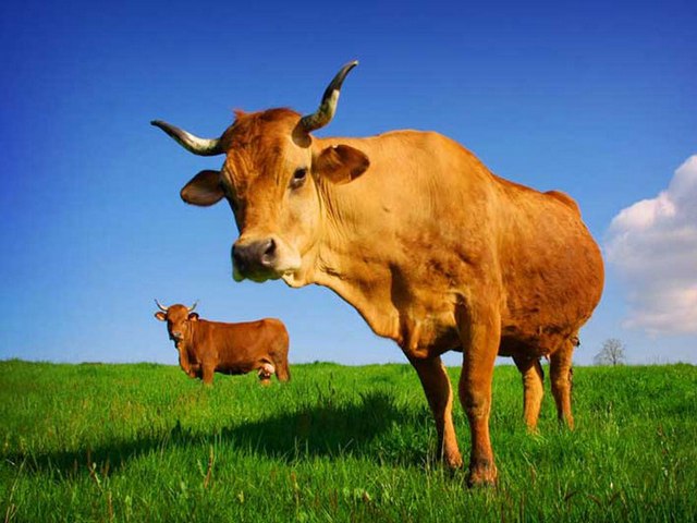 Все о коровах в Абдулино | ЗооТом портал о животных