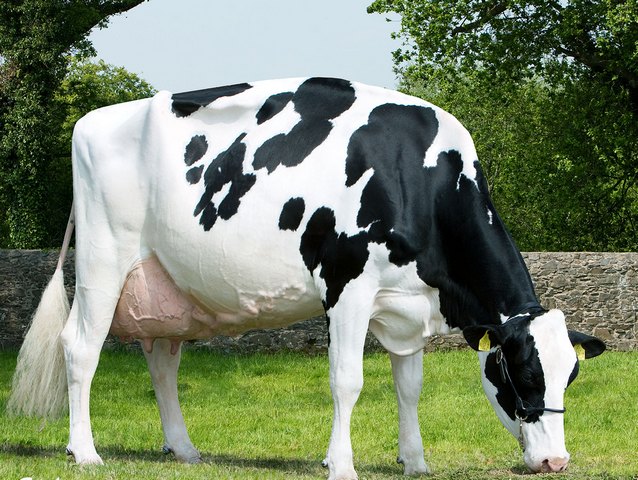 Породы коров в Абдулино | ЗооТом портал о животных