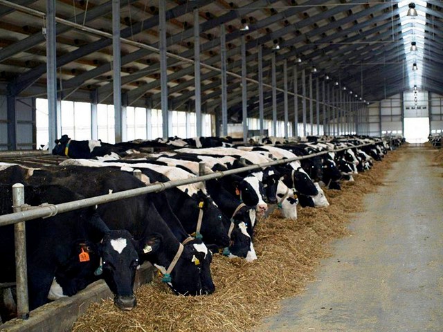 Содержание коров и уход за ними в Абдулино | ЗооТом портал о животных