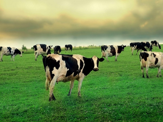 Содержание коров и уход за ними в Абдулино | ЗооТом портал о животных