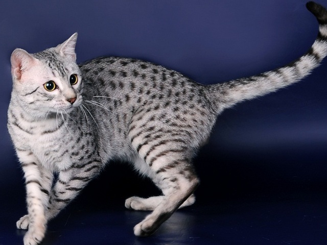 Породы кошек в Абдулино | ЗооТом портал о животных