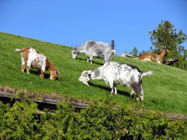 Все о козах в Абдулино | ЗооТом портал о животных