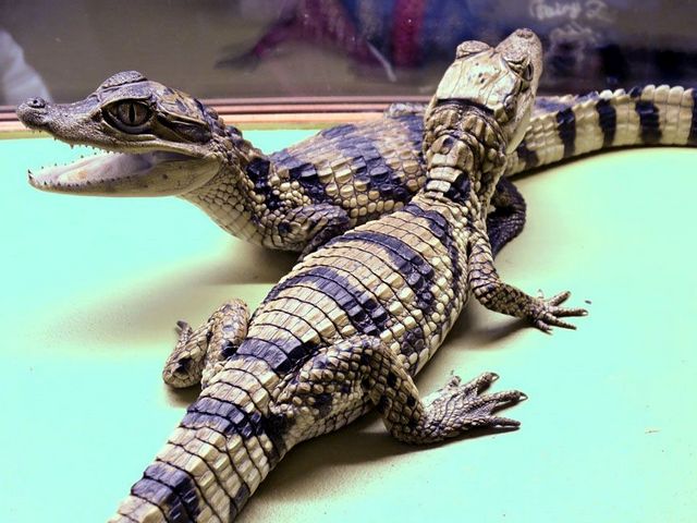 Все о крокодилах в Абдулино | ЗооТом портал о животных