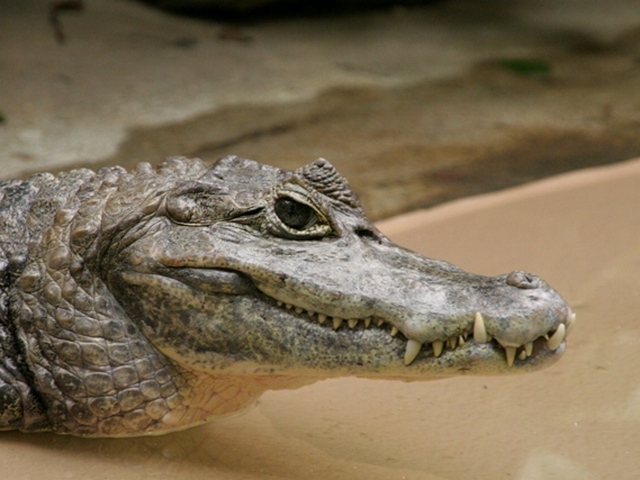 Все о крокодилах в Абдулино | ЗооТом портал о животных