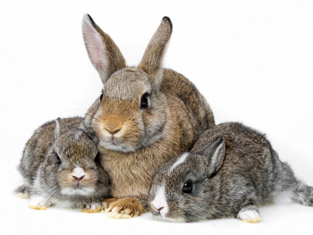 Все о кроликах в Абдулино | ЗооТом портал о животных
