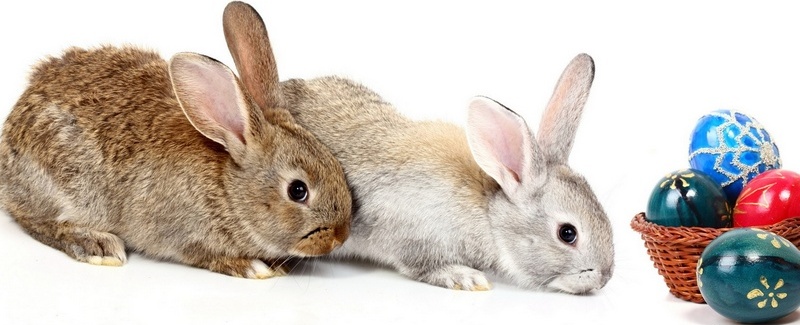 Все о кроликах в Абдулино | ЗооТом портал о животных