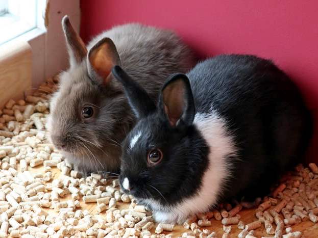 Содержание кроликов и уход за ними в Абдулино | ЗооТом портал о животных