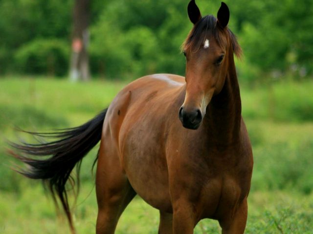 Содержание лошадей и уход за ними в Абдулино | ЗооТом портал о животных