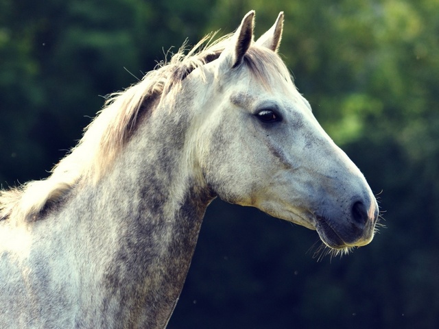 Уход за лошадьми в Абдулино | ЗооТом портал о животных
