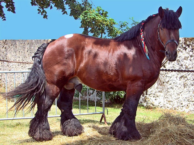 Породы лошадей в Абдулино | ЗооТом портал о животных