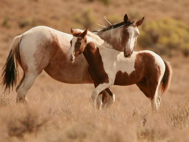Интересные факты лошадях в Абдулино | ЗооТом портал о животных