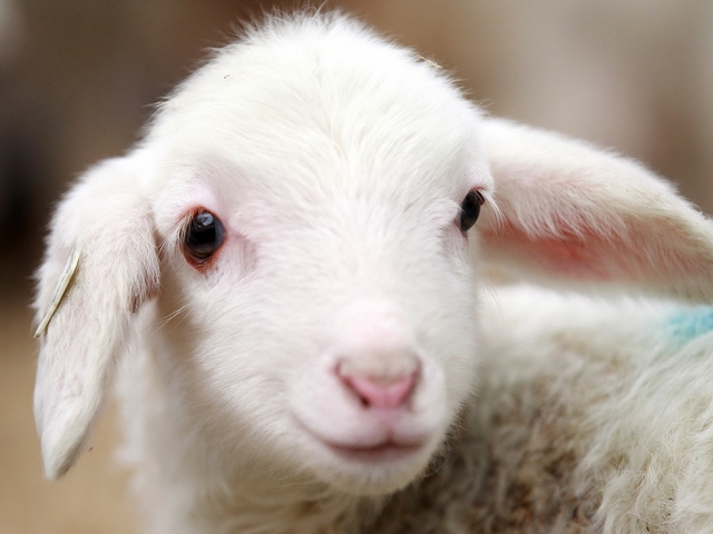 Овцы и бараны в Абдулино | ЗооТом портал о животных