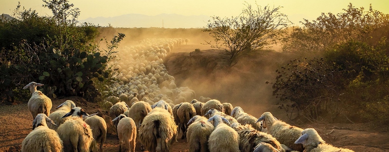 Все об овцах в Абдулино | ЗооТом портал о животных