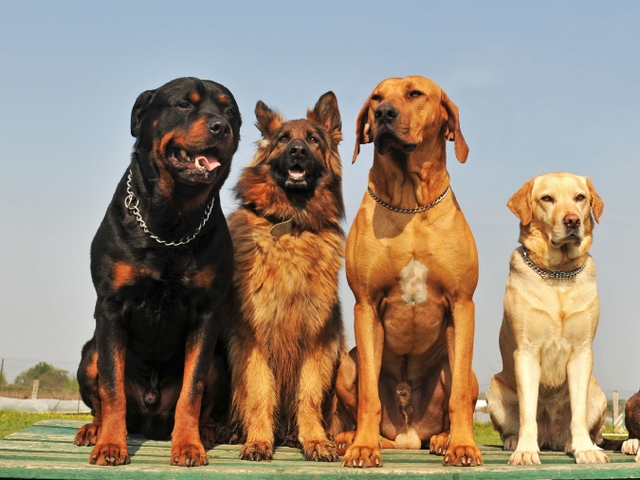 Крупные породы собак в Абдулино | ЗооТом портал о животных