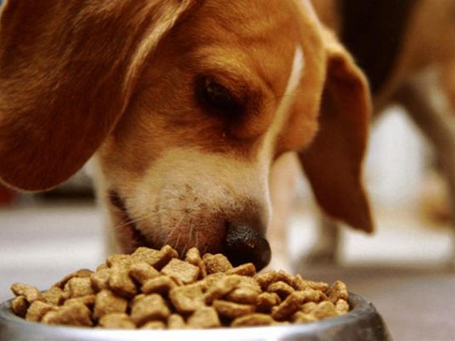 Содержание собаки в Абдулино | ЗооТом портал о животных