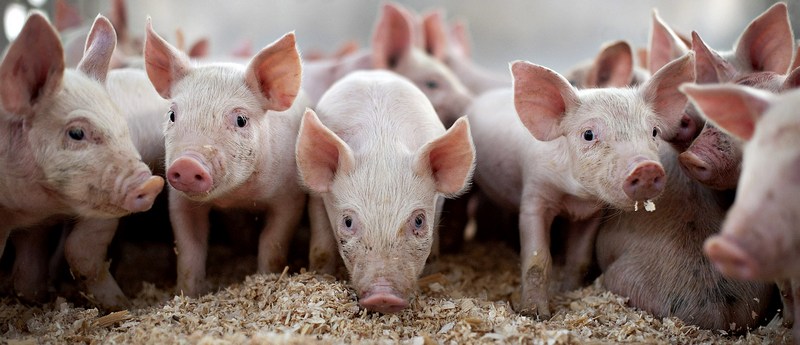 Все о свиньях в Абдулино | ЗооТом портал о животных