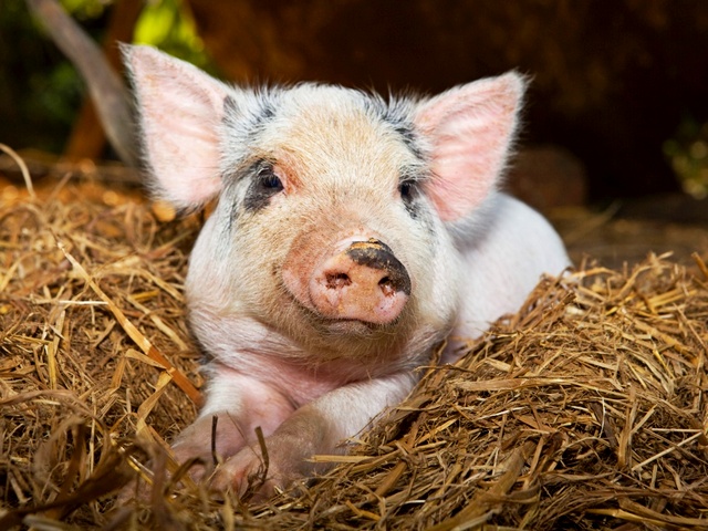 Все о свиньях в Абдулино | ЗооТом портал о животных