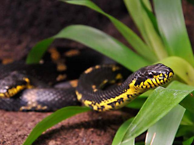 Содержание змей и уход за ними в Абдулино | ЗооТом портал о животных