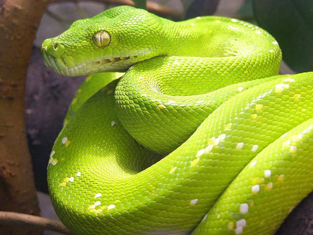 Содержание змей и уход за ними в Абдулино | ЗооТом портал о животных