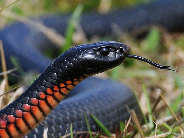 Все о змеях в Абдулино | ЗооТом портал о животных